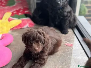 Aussiedoodle dogs Health Checked Miniature Aussiedoodle Pups 🩷 - Advert 5