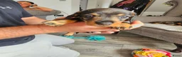Dachshund dogs for sale: Wirehaired daschund pups - Advert 12