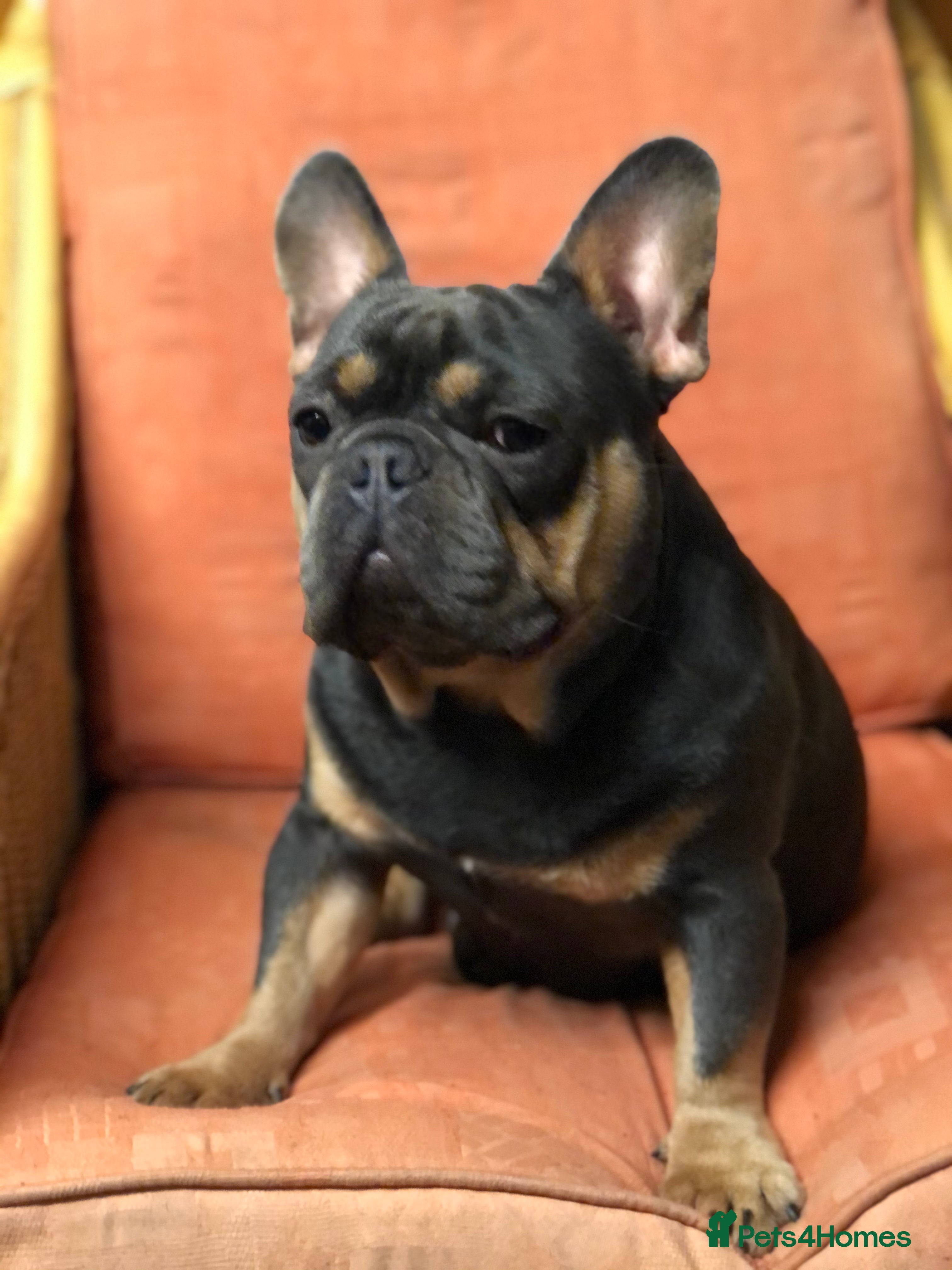 French Bulldog dogs KC French Bulldog for Stud  - Advert 1