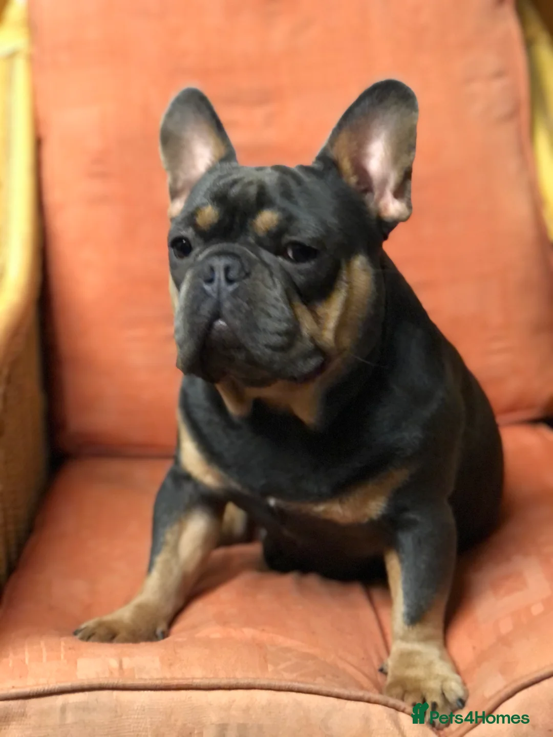 French Bulldog dogs for stud: KC French Bulldog for Stud  - Advert 1