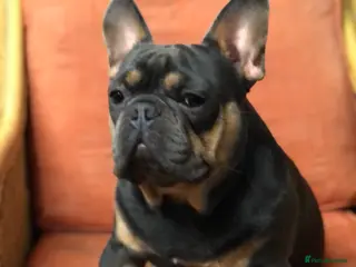 French Bulldog dogs KC French Bulldog for Stud - Advert 1