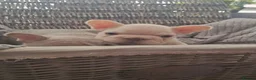 French Bulldog dogs for sale: Beautiful  pups - Advert 2
