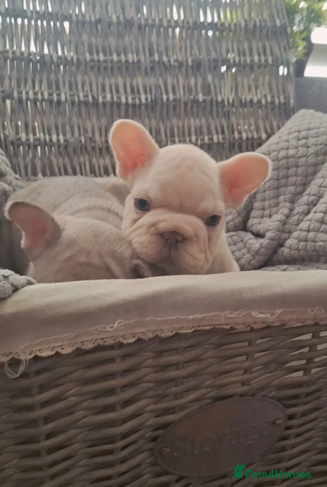 French Bulldog dogs for sale: Beautiful  pups - Advert 2