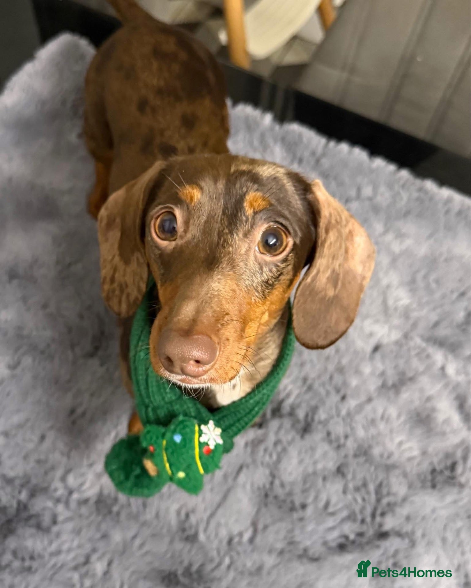 Miniature Dachshund dogs for sale: Rehoming miniature dachshund  - Advert 20