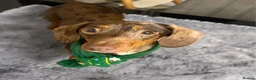 Miniature Dachshund dogs for sale: Rehoming miniature dachshund  in Wirral - Advert 1