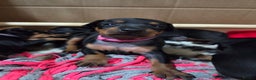 English Toy Terrier dogs for sale: Grayswish English toy terriers - Advert 6
