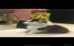 Siberian Husky dogs for sale: Siberian husky - Advert 10