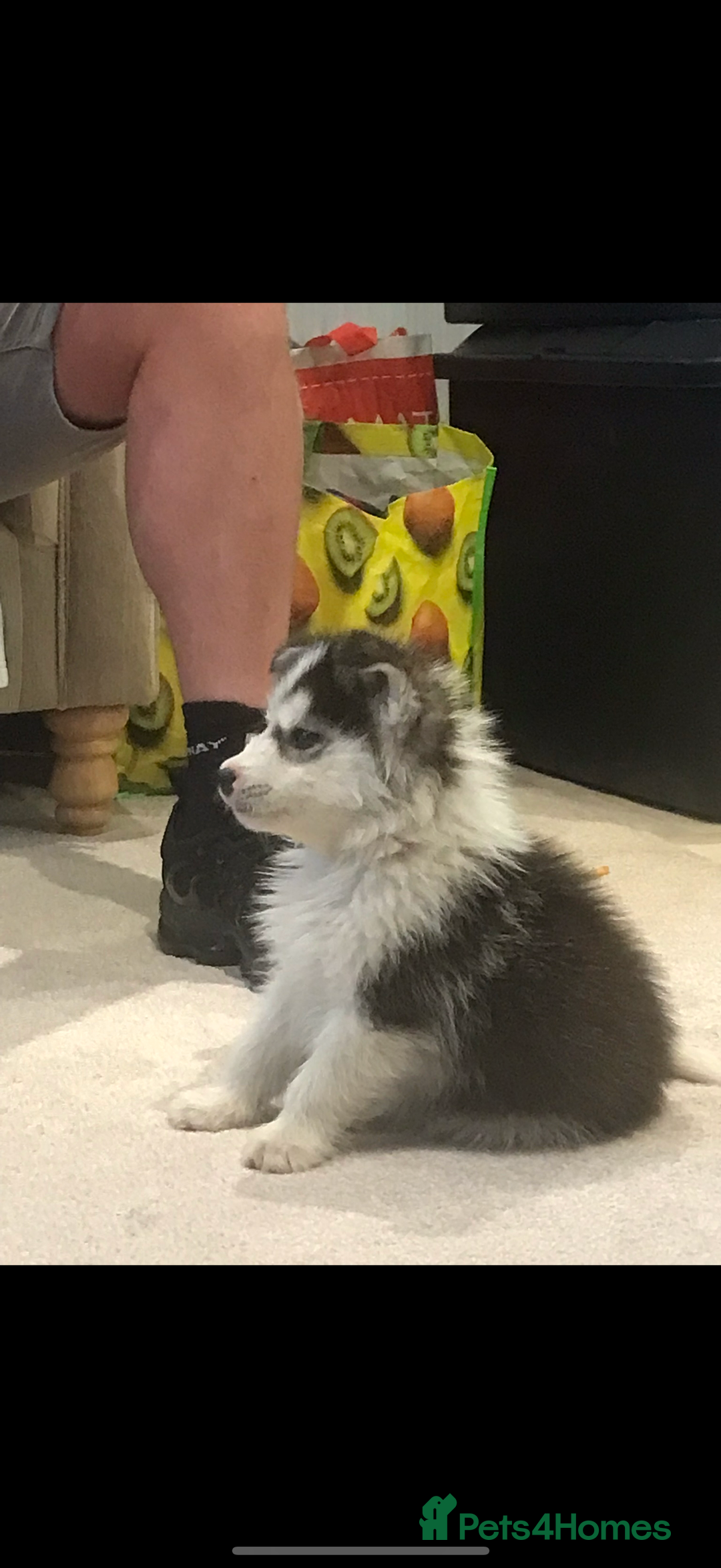 Siberian Husky dogs for sale: Siberian husky - Advert 10