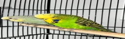 Budgerigars birds for sale: Budgies - 2 male, 1 female  - Advert 2