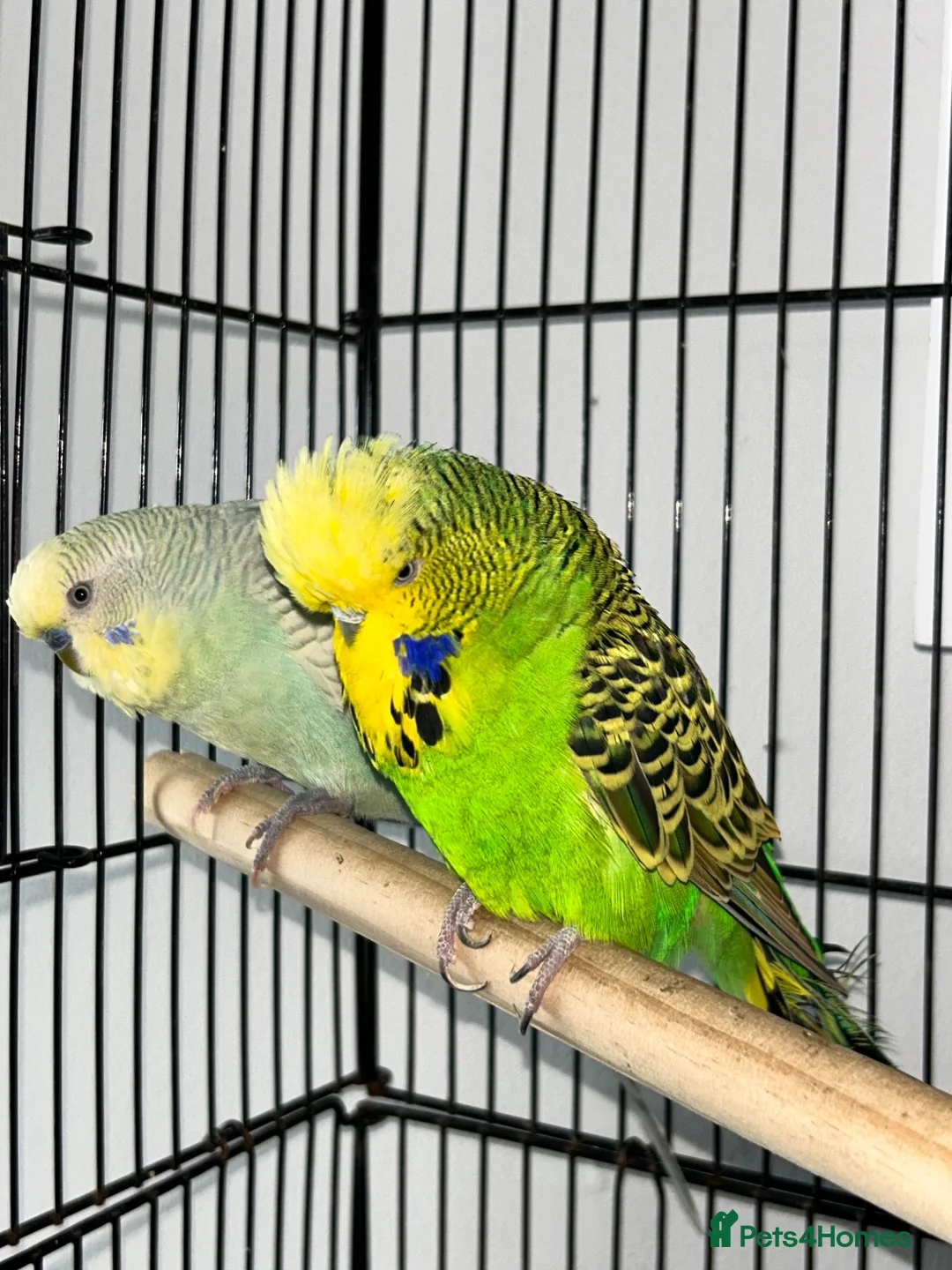 Budgerigars birds for sale: Budgies - 2 male, 1 female  - Advert 2