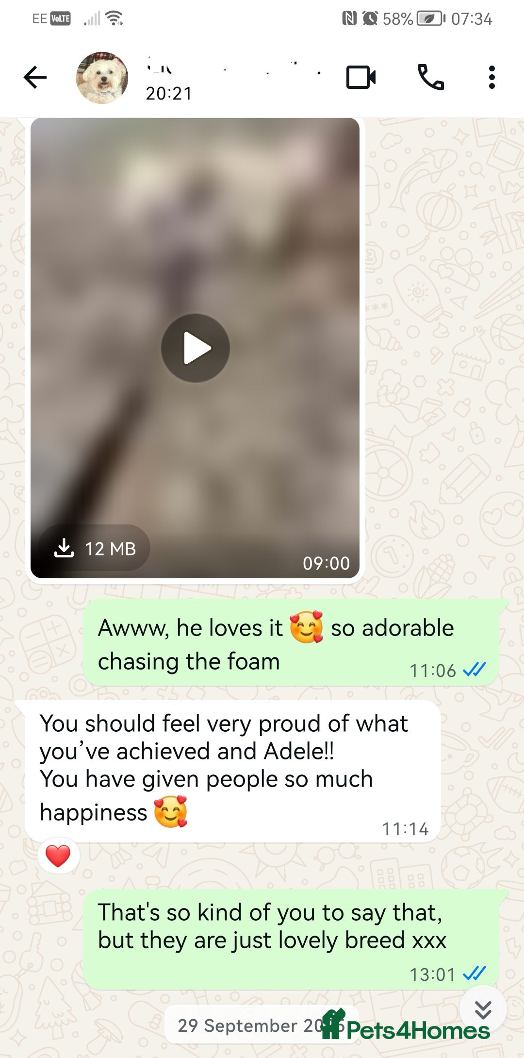 Maltipoo dogs for sale: DNA health tested maltipoo puppies  - Image 9