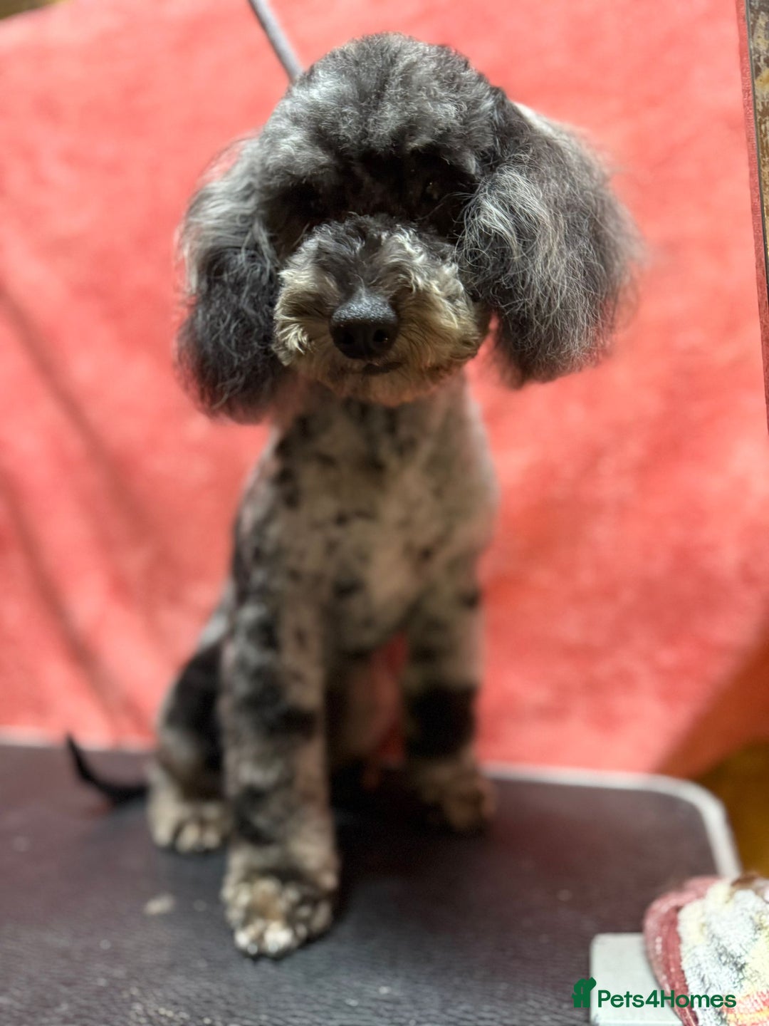 Poodle dogs for adoption: Spots: The Poodle Who Was Left to Die - Image 5