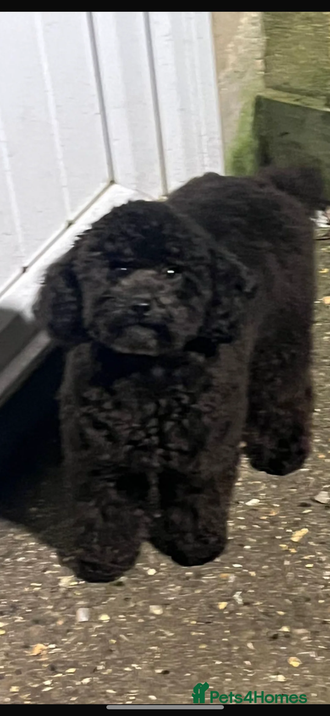 Toy Poodle dogs for sale: PROVEN STUD BOY SALE - Advert 2