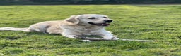Golden Retriever dogs for sale: Golden retrievers DUE - Advert 4