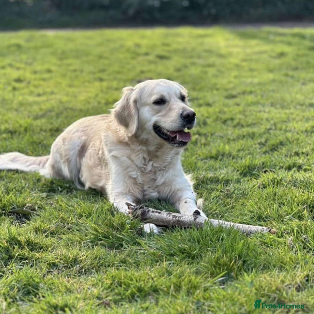 Golden Retriever dogs for sale: Golden retrievers DUE - Advert 4