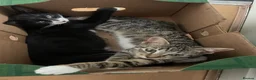 Mixed Breed cats for sale: 5 lovely kittens looking for a home  - Advert 7