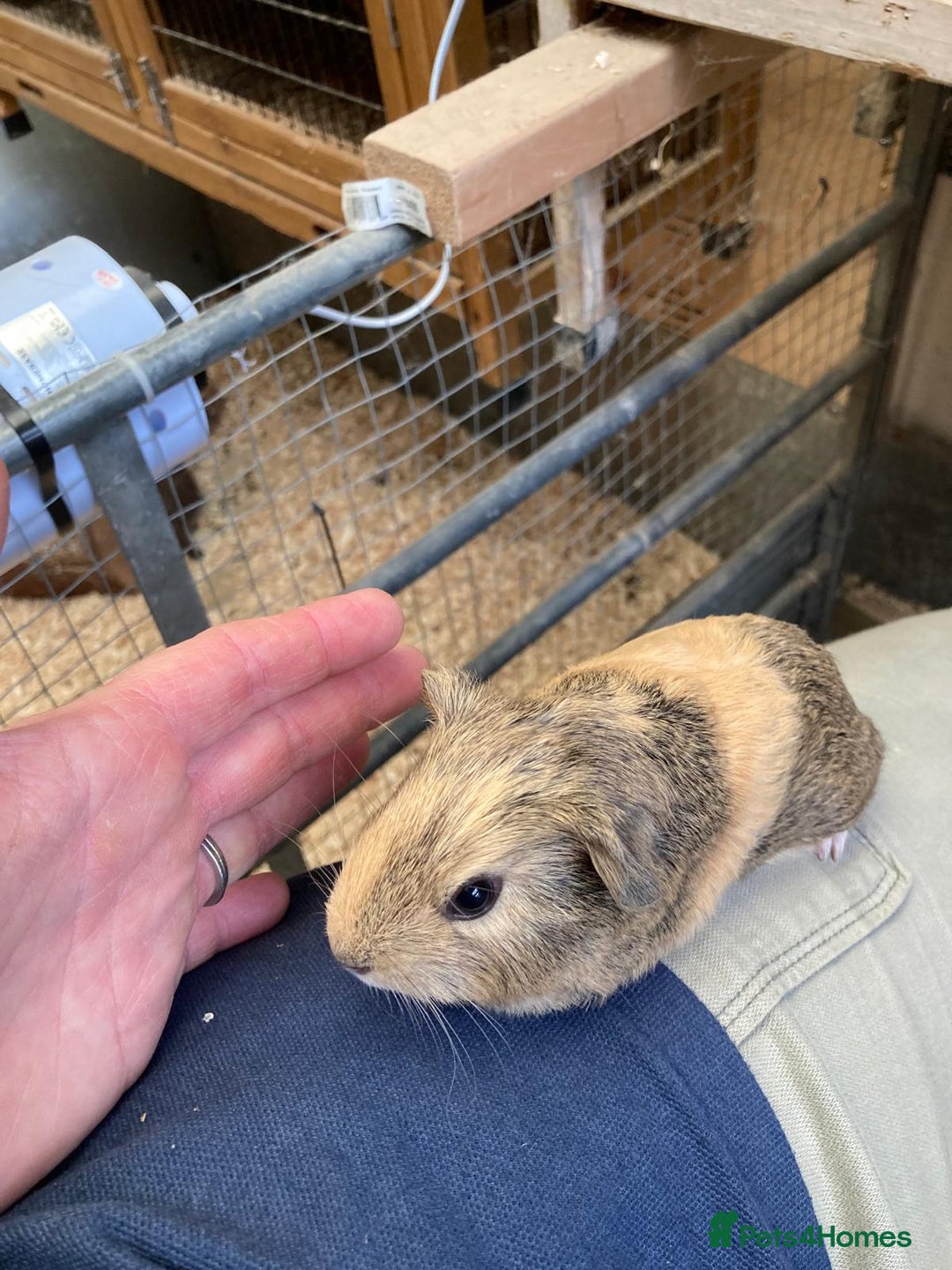Guinea Pig rodents for sale: Trio of baby boys - Image 4