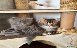 Maine Coon cats for sale: Gorgeous blue female Mainecoon  - Image 6