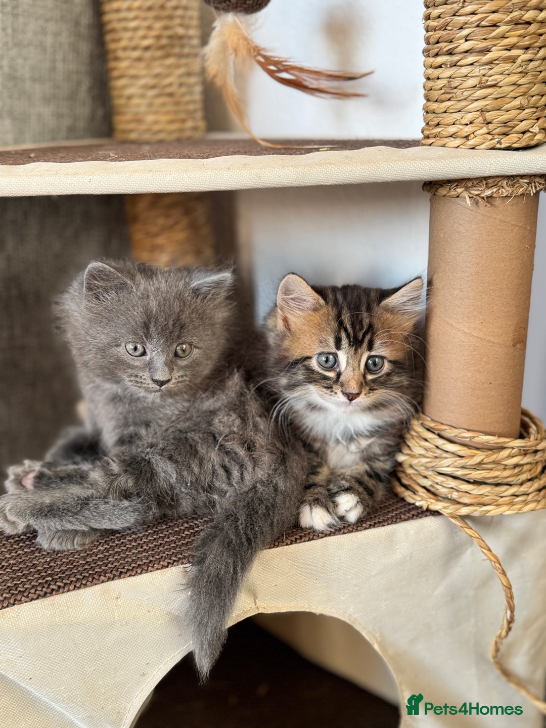 Maine Coon cats for sale: Gorgeous blue female Mainecoon  - Image 6