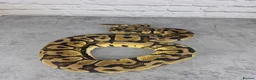 Python Snake reptiles for sale: Various Ball Pythons  - Advert 4