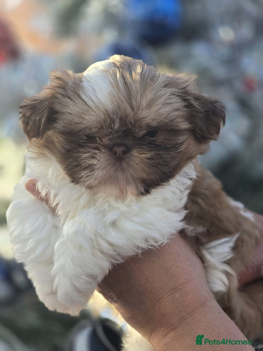 Shih Tzu dogs for sale: Only 1 Doll face shih tzu parti colour puppy’s  - Advert 30