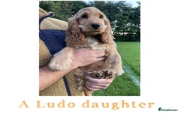 Cocker Spaniel dogs for stud: GOLDEN Show Cocker Stud KC EXCEPTIONAL TESTS- LUDO in Bradford-on-Avon - Image 17