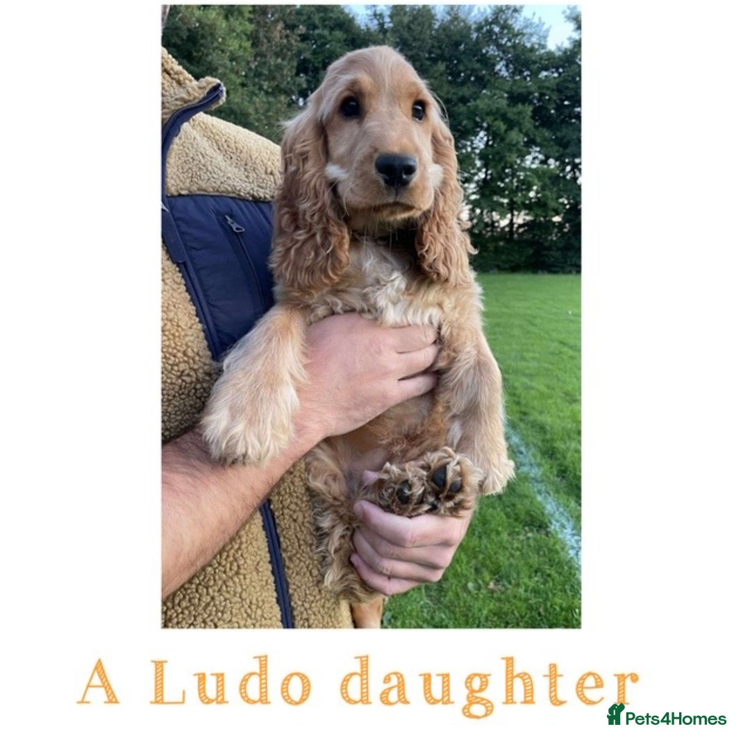 Cocker Spaniel dogs for stud: GOLDEN Show Cocker Stud KC EXCEPTIONAL TESTS- LUDO in Bradford-on-Avon - Image 17