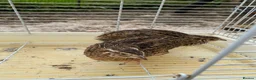 Mixed Breed poultry for sale: Beautiful Quals and Quals and chicken - Advert 10