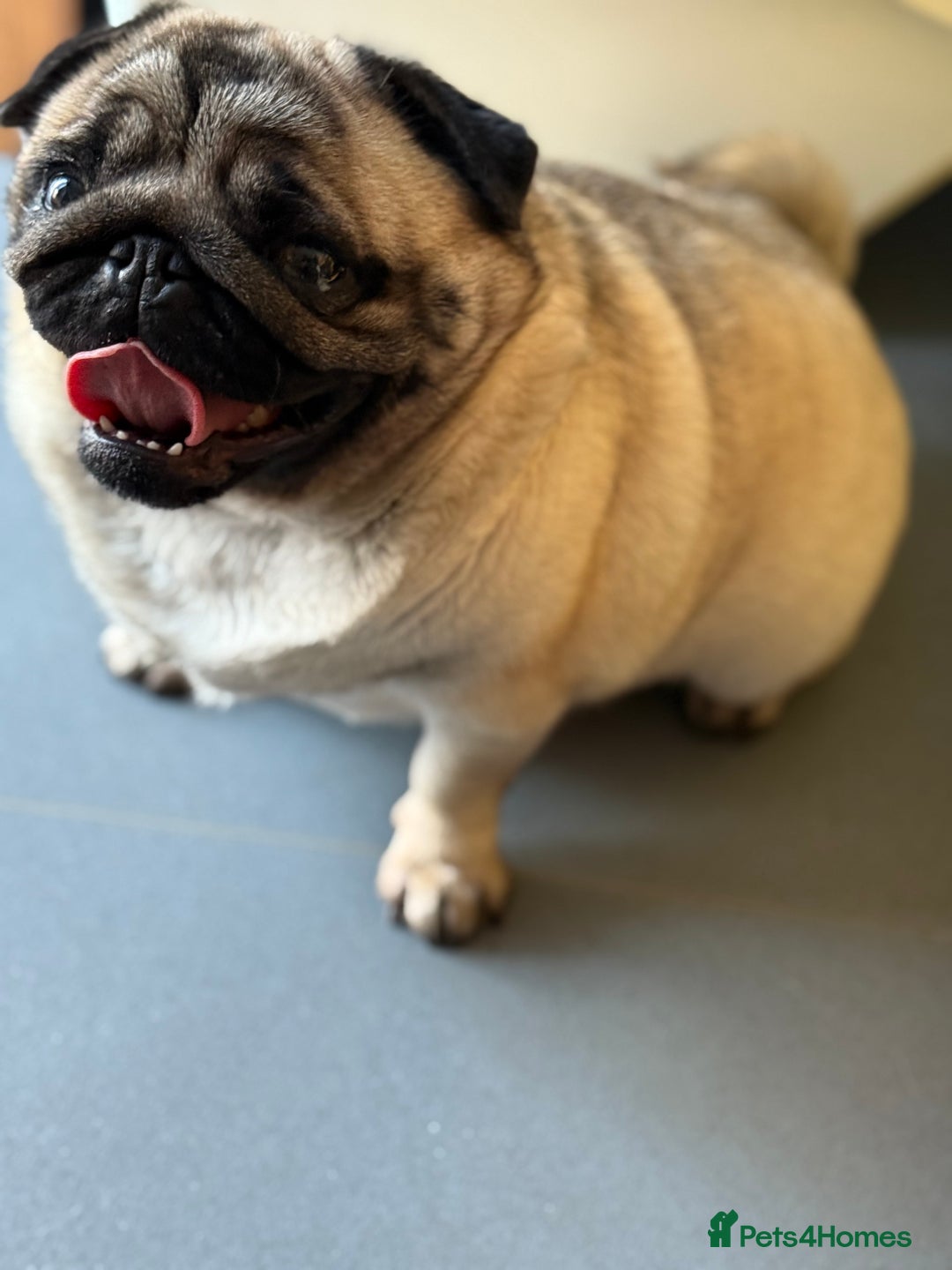 Pug dogs for sale: Grown up pug - Advert 2