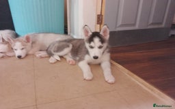 Siberian Husky dogs for sale: Siberian Husky Puppies in Birmingham - Image 22