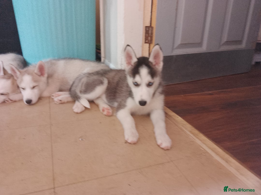 Siberian Husky dogs for sale: Siberian Husky Puppies in Birmingham - Image 22