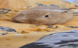 French Lop rabbits for sale: Beautiful French Lop bunnies - Image 10