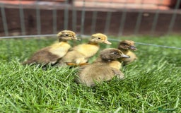 Ducks poultry for sale: INDIAN RUNNER DUCKLINGS  in Chorley - Image 1