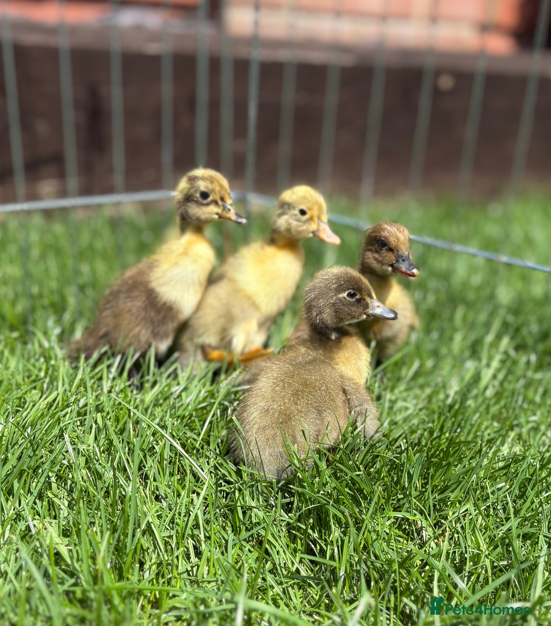 Ducks poultry for sale: INDIAN RUNNER DUCKLINGS  in Chorley - Image 1