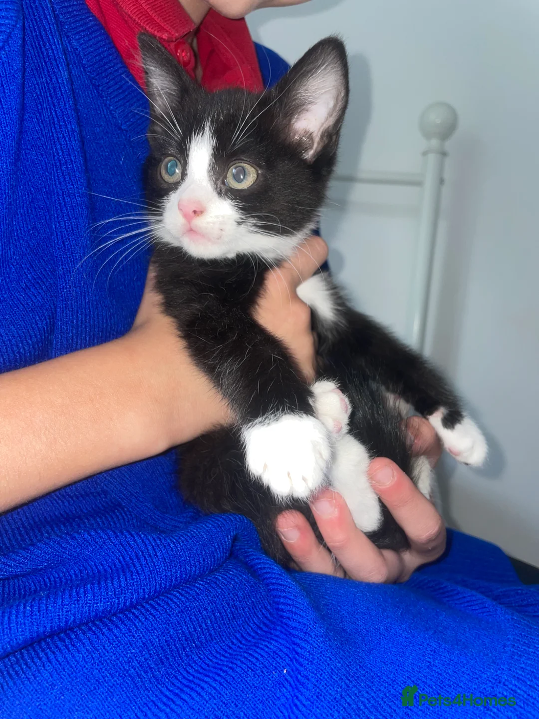 Mixed Breed cats for sale: Black and white kittens available  - Advert 1