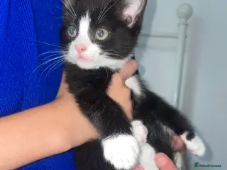 Mixed Breed cats Black and white kittens available - Advert 3