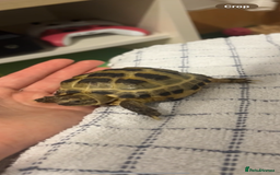 Tortoise reptiles for sale: Horsefield Tortoise and Set Up  - Image 4