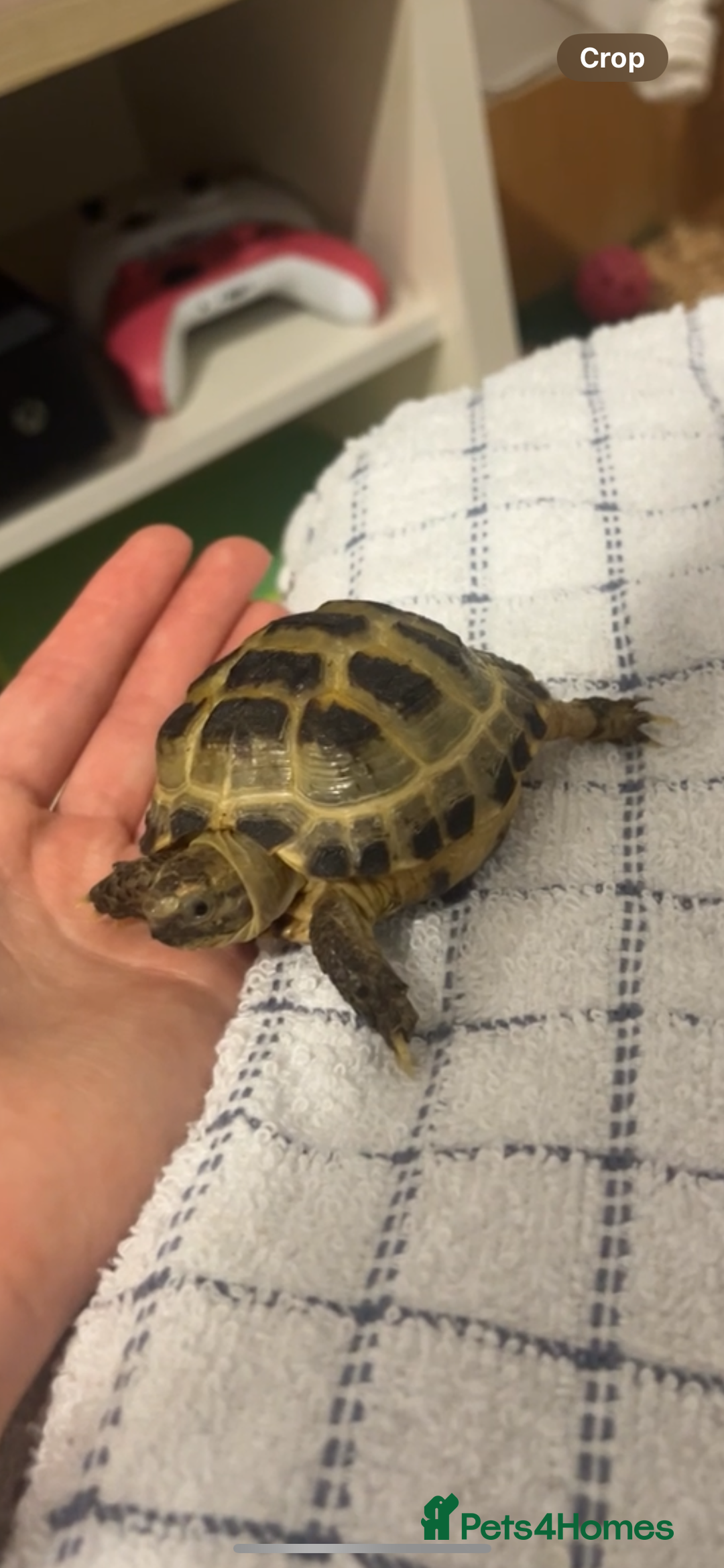 Tortoise reptiles for sale: Horsefield Tortoise and Set Up  - Image 4