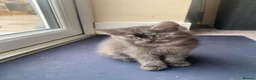 British Shorthair cats for sale: We have 2 little kittens looking for a new home  - Advert 16