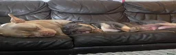 American Bulldog dogs for adoption: Jackson - Advert 8