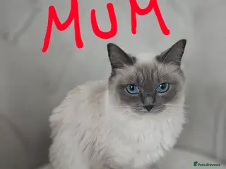 Ragdoll cats Purebreed ragdoll kittens - Advert 2