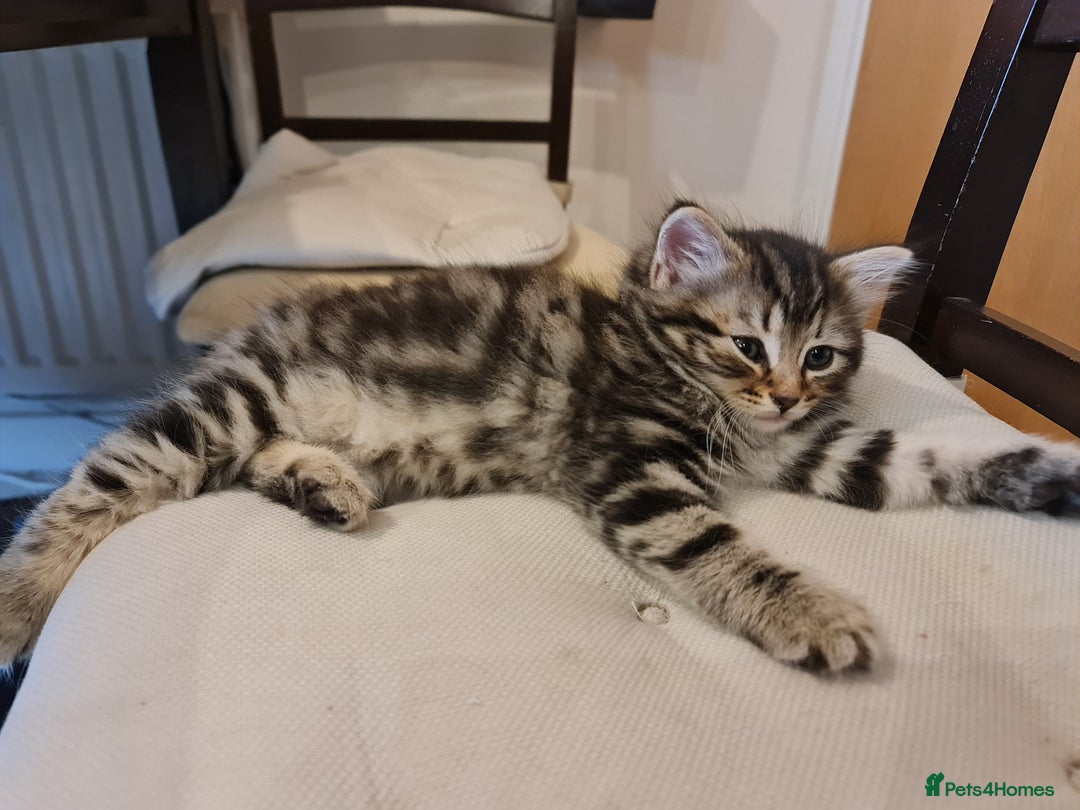 Mixed Breed cats for sale: ***Five Kittens For Sale*** - Advert 11