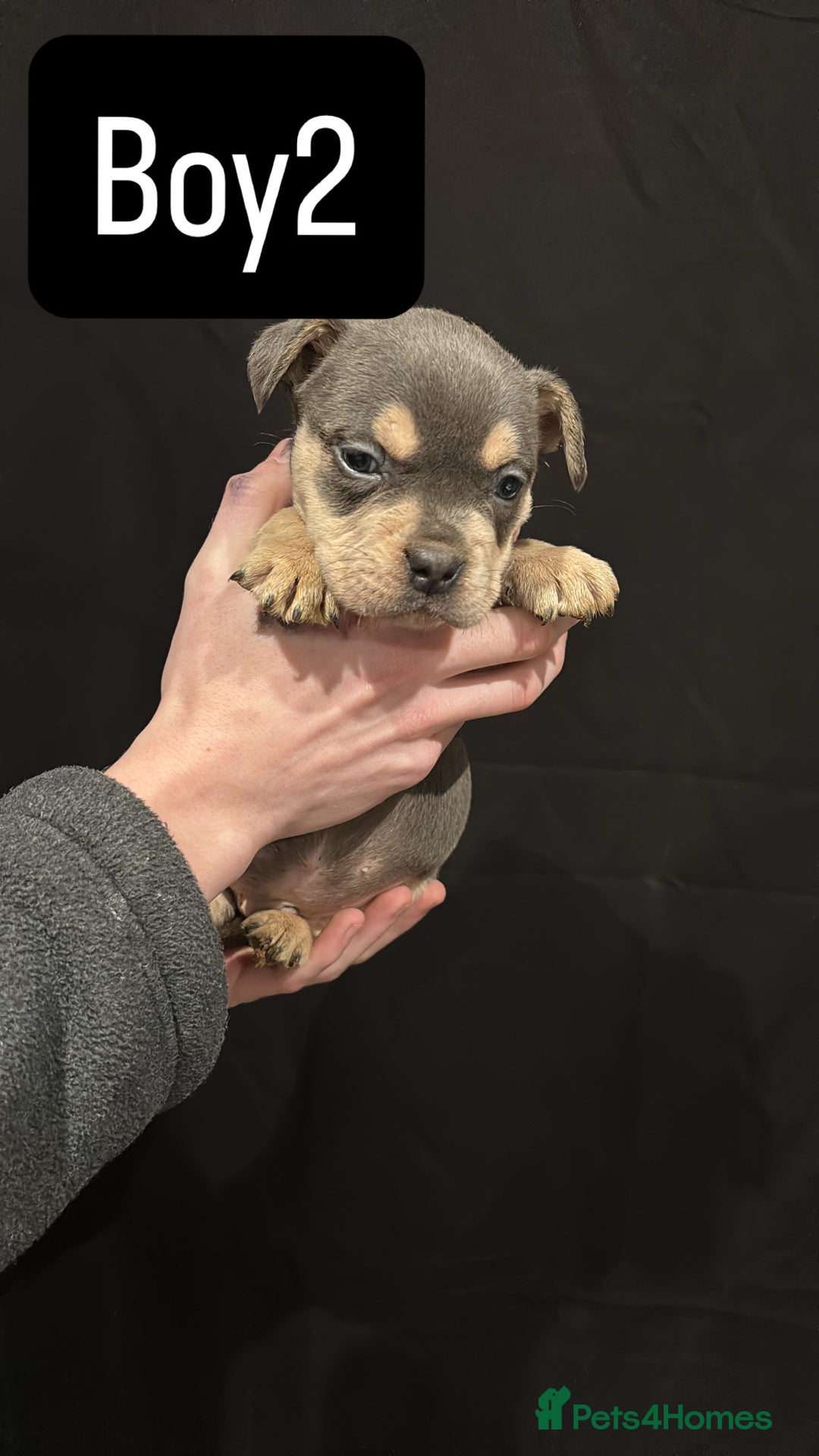 American Bulldog dogs for sale: Pocket bully’s  - Advert 2