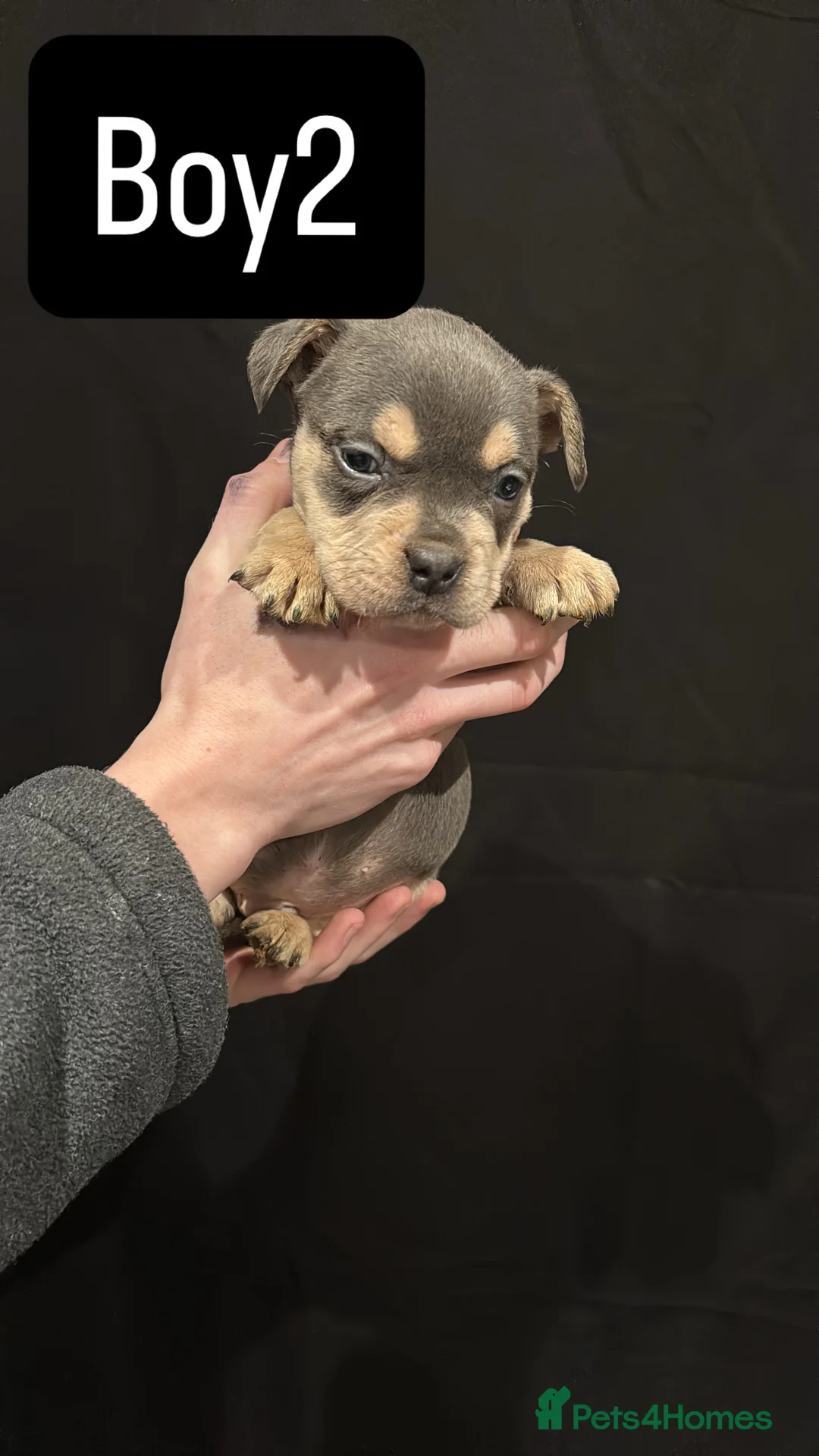 American Bulldog dogs for sale: Pocket bully’s  - Advert 2