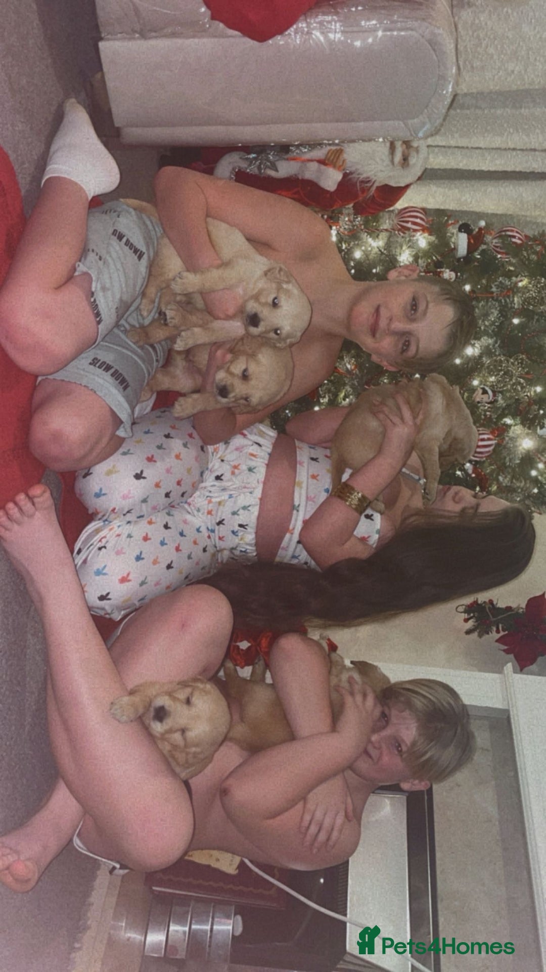 Golden Retriever dogs for sale: Golden retriever 5 boys🐶🐾 - Advert 9