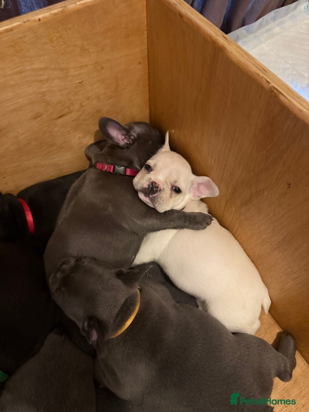 French Bulldog dogs for sale: ** Last grey female for sale ** - Advert 7
