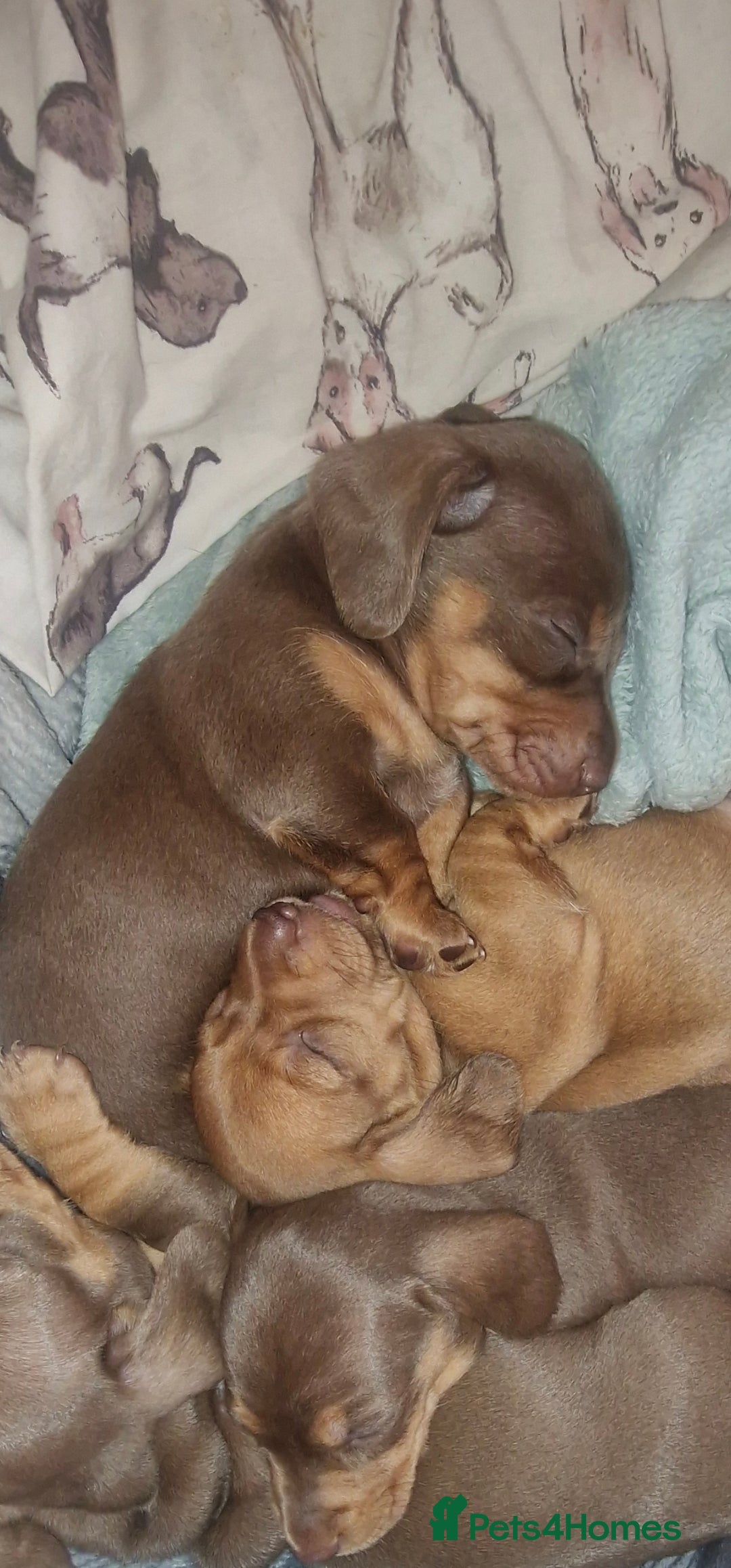 Dachshund dogs for sale: Dashund puppies - Advert 3