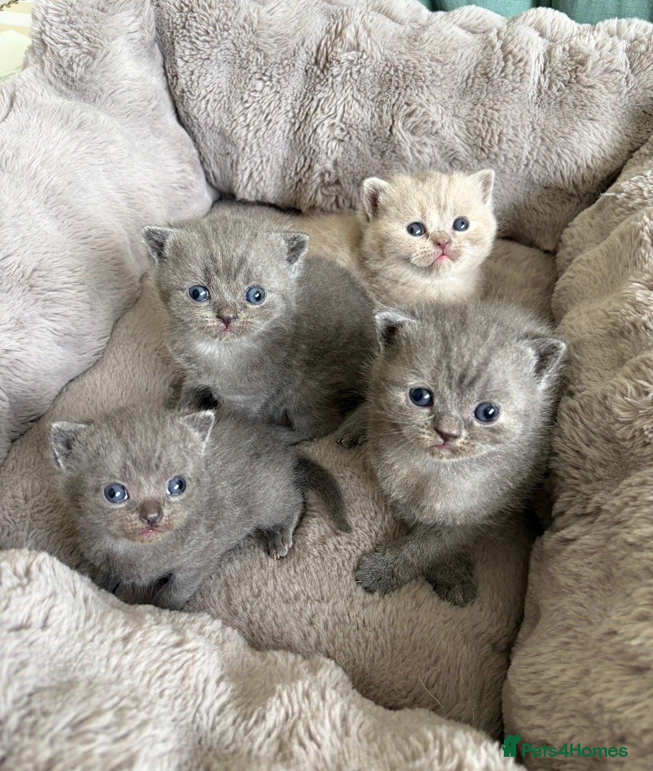 British Shorthair cats 3 Blue and 1 Lilac BSH kittens available  - Advert 1