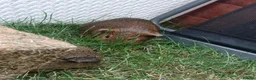 Guinea Pig rodents for sale: Guinea Pig for rehoming  in Hereford - Advert 2