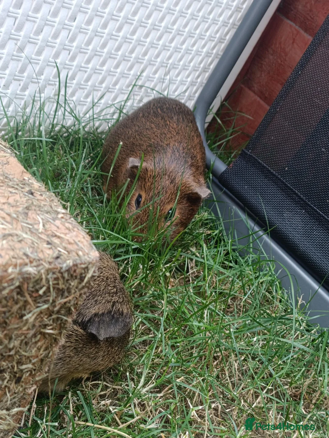 Guinea Pig rodents for sale: Guinea Pig for rehoming  in Hereford - Advert 2